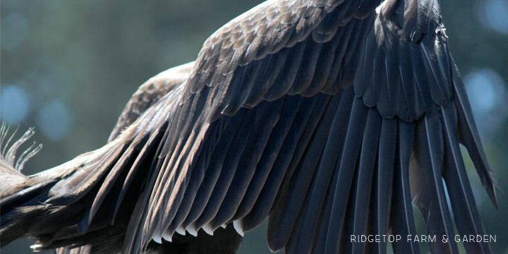 Ridgetop Farm and Garden | Pacific NW Birds | Turkey Vulture