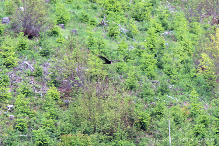 Ridgetop Farm and Garden | Pacific NW Birds | Turkey Vulture