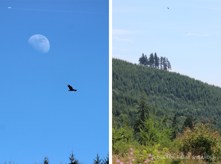 Ridgetop Farm and Garden | Pacific NW Birds | Turkey Vulture