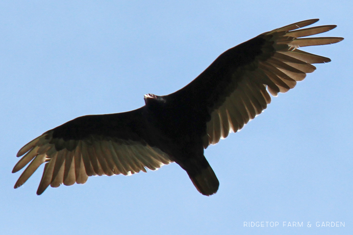 Ridgetop Farm and Garden | Pacific NW Birds | Turkey Vulture