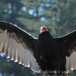 Birds ’round Here: Turkey Vulture