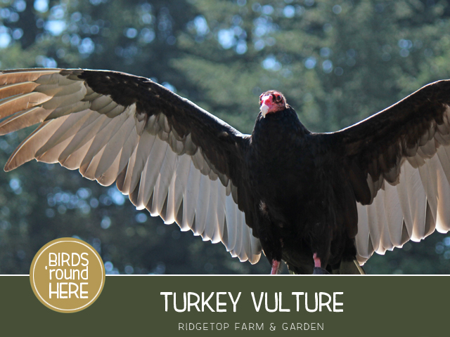 Ridgetop Farm and Garden | Pacific NW Birds | Turkey Vulture