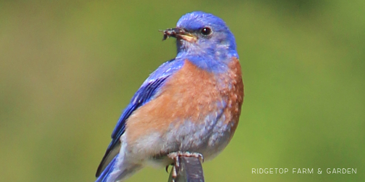 Ridgetop Farm and Garden | Pacific NW Birds | Western Bluebird