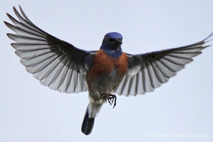 Ridgetop Farm and Garden | Pacific NW Birds | Western Bluebird