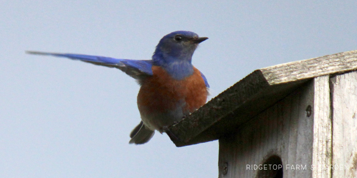 Ridgetop Farm and Garden | Pacific NW Birds | Western Bluebird