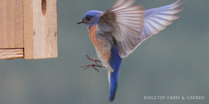 Ridgetop Farm and Garden | Pacific NW Birds | Western Bluebird