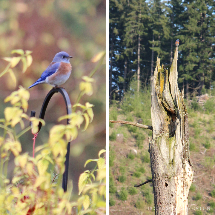 Ridgetop Farm and Garden | Pacific NW Birds | Western Bluebird