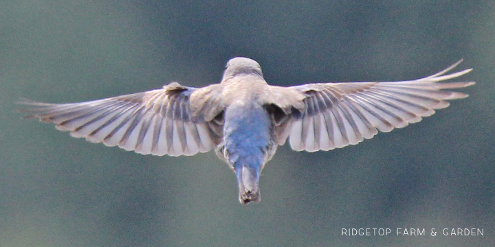 Ridgetop Farm and Garden | Pacific NW Birds | Western Bluebird