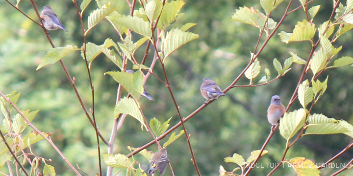 Ridgetop Farm and Garden | Pacific NW Birds | Western Bluebird