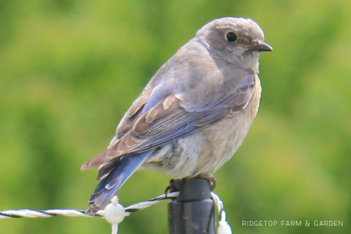 Ridgetop Farm and Garden | Pacific NW Birds | Western Bluebird