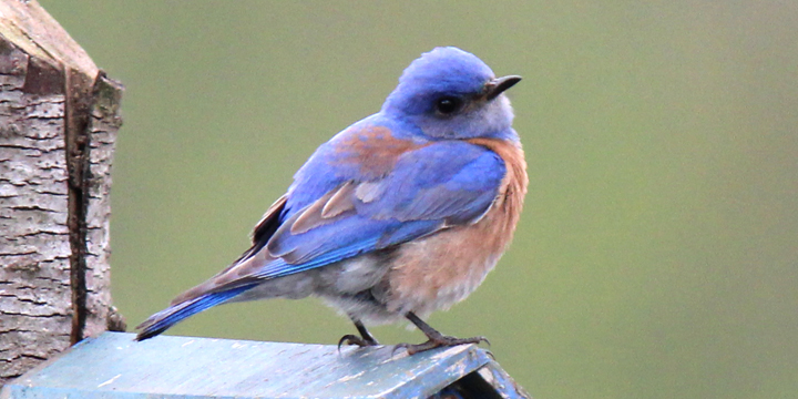 Ridgetop Farm and Garden | Pacific NW Birds | Western Bluebird