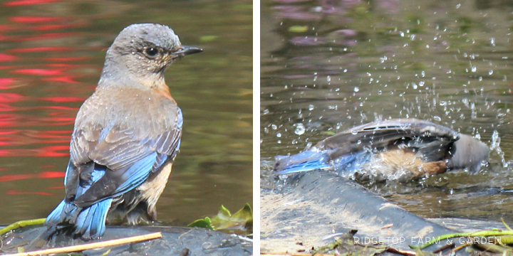 Ridgetop Farm and Garden | Pacific NW Birds | Western Bluebird