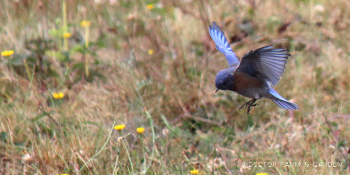 Ridgetop Farm and Garden | Pacific NW Birds | Western Bluebird