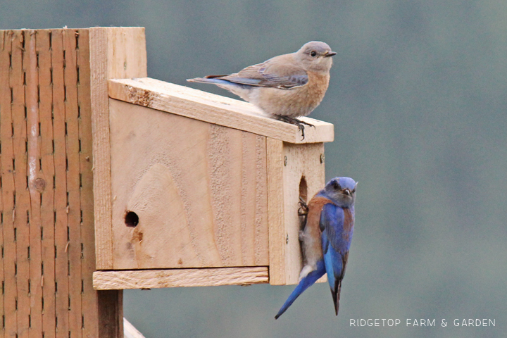 Ridgetop Farm and Garden | Pacific NW Birds | Western Bluebird