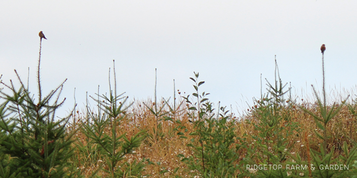 Ridgetop Farm and Garden | Pacific NW Birds | Western Bluebird