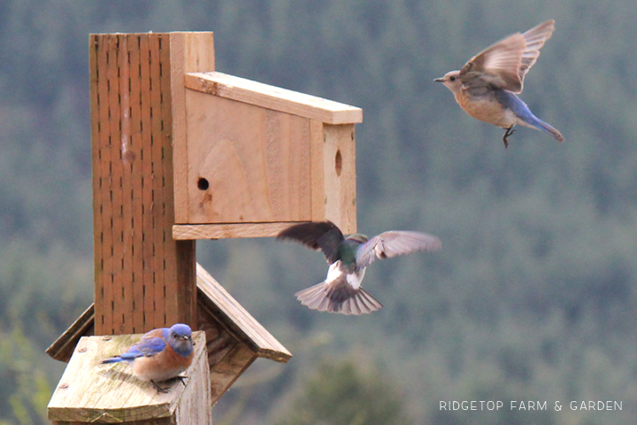 Ridgetop Farm and Garden | Pacific NW Birds | Western Bluebird