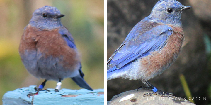 Ridgetop Farm and Garden | Pacific NW Birds | Western Bluebird