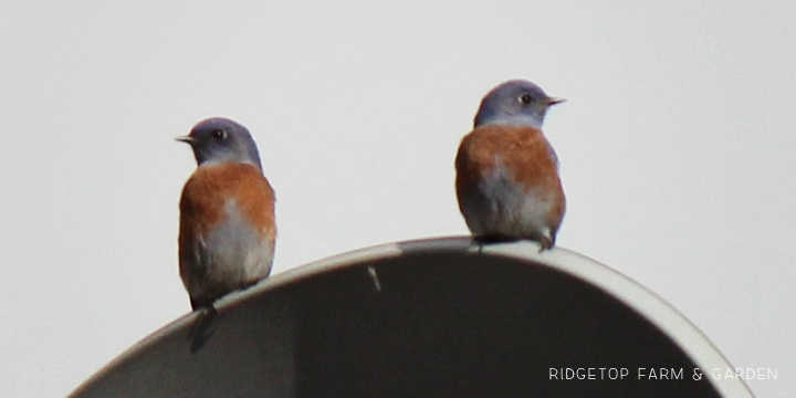 Ridgetop Farm and Garden | Pacific NW Birds | Western Bluebird