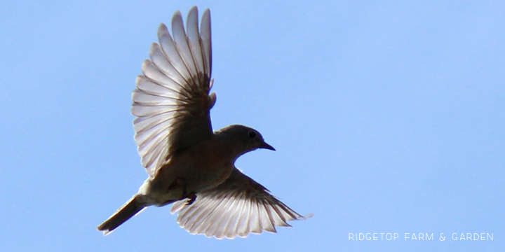 Ridgetop Farm and Garden | Pacific NW Birds | Western Bluebird