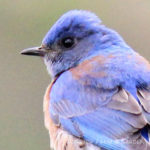 Birds ’round Here: Western Bluebird