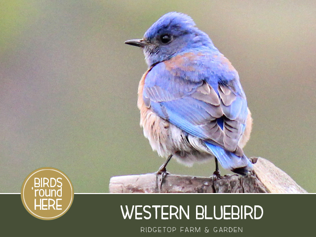 Ridgetop Farm and Garden | Pacific NW Birds | Western Bluebird