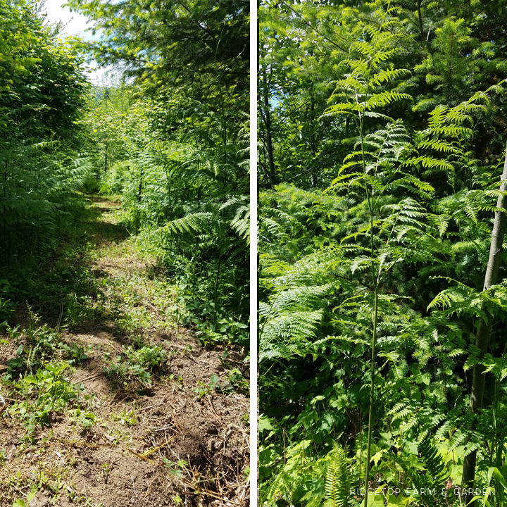 Ridgetop Farm and Garden | Pacific NW Plants | Bracken Fern