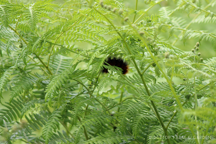 Ridgetop Farm and Garden | Pacific NW Plants | Bracken Fern