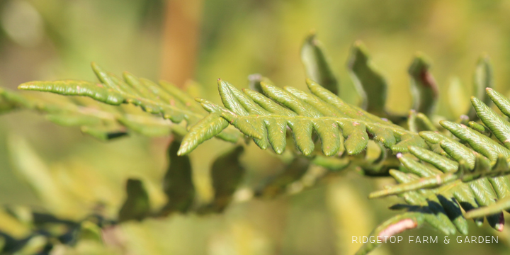 Ridgetop Farm and Garden | Pacific NW Plants | Bracken Fern