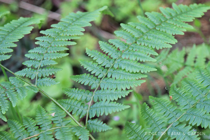 Ridgetop Farm and Garden | Pacific NW Plants | Bracken Fern