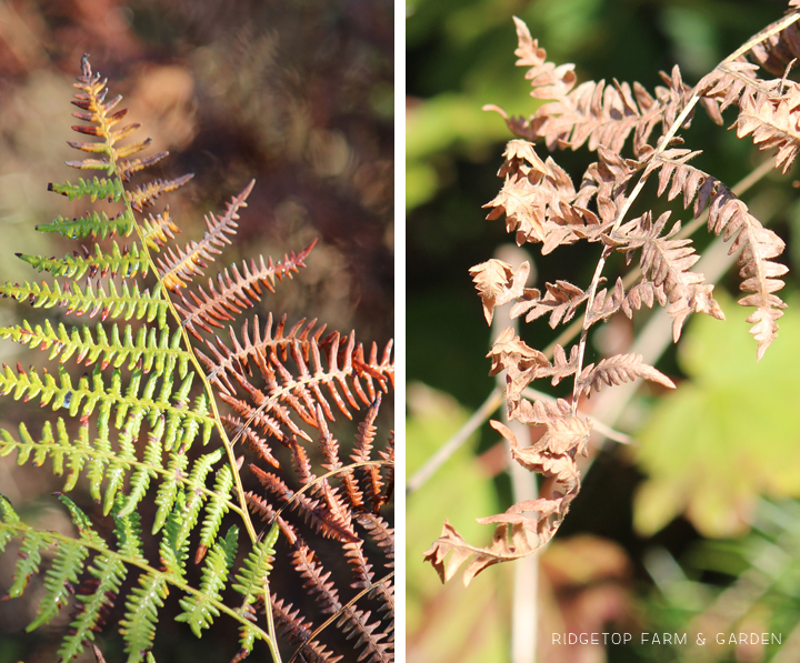 Ridgetop Farm and Garden | Pacific NW Plants | Bracken Fern