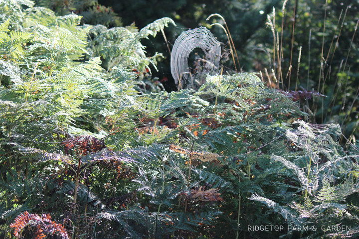 Ridgetop Farm and Garden | Pacific NW Plants | Bracken Fern