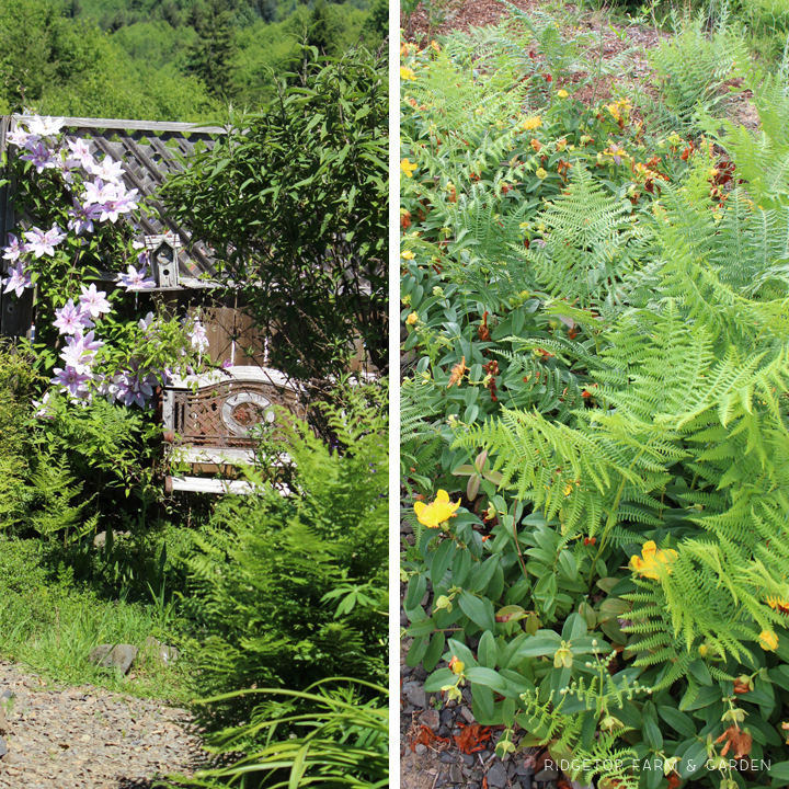 Ridgetop Farm and Garden | Pacific NW Plants | Bracken Fern