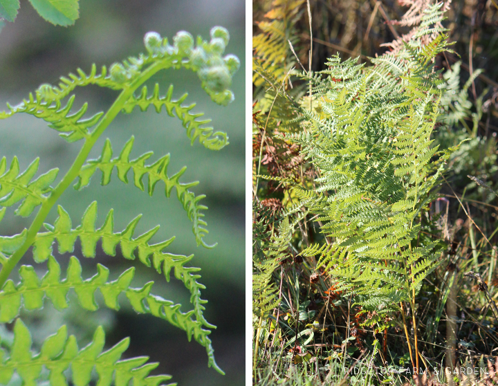 Ridgetop Farm and Garden | Pacific NW Plants | Bracken Fern