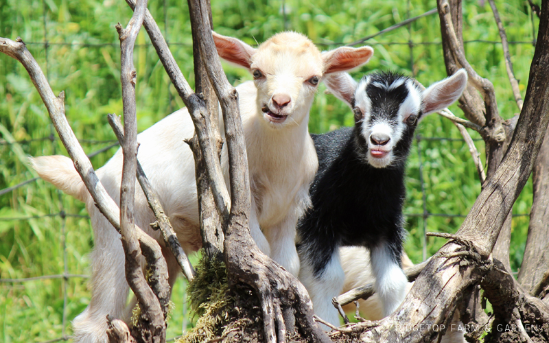 Nigerian Dwarf Goat 2017 Slide