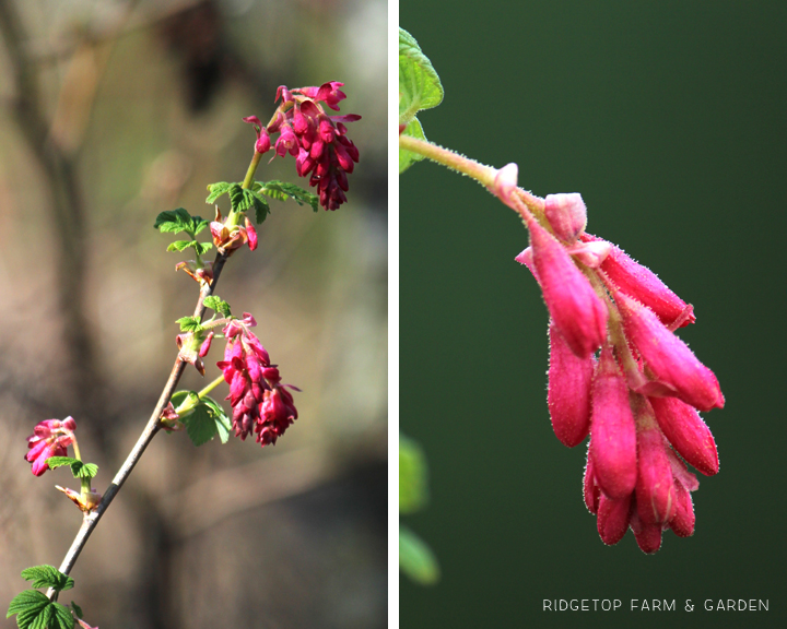 Ridgetop Farm and Garden | Pacific NW Plants | Red Flowering Currant