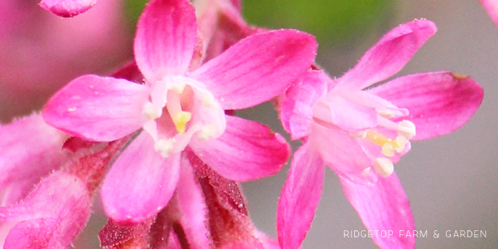 Ridgetop Farm and Garden | Pacific NW Plants | Red Flowering Currant