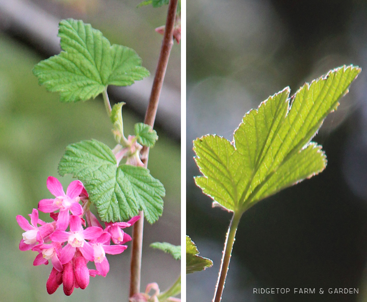 Ridgetop Farm and Garden | Pacific NW Plants | Red Flowering Currant