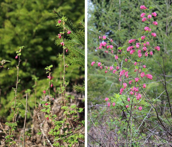 Ridgetop Farm and Garden | Pacific NW Plants | Red Flowering Currant