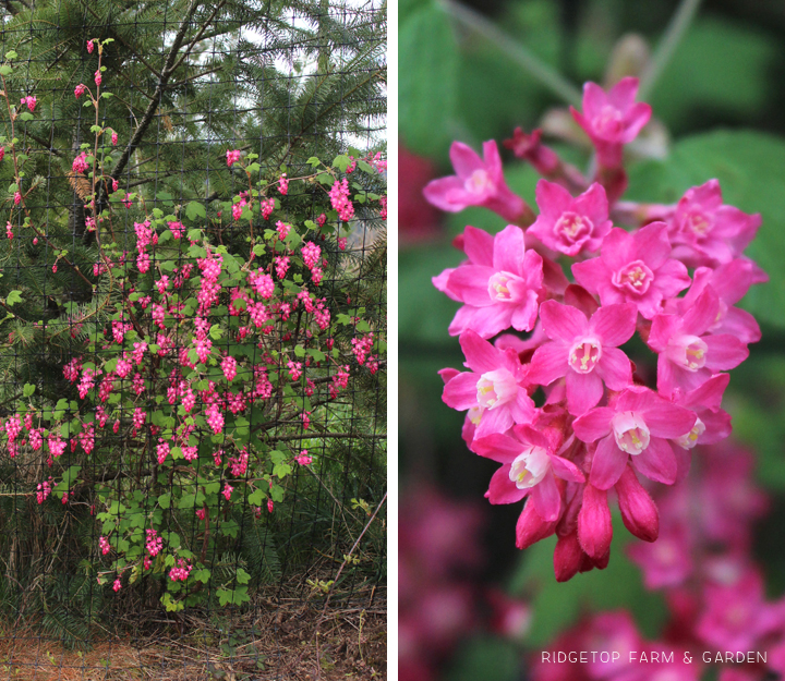 Ridgetop Farm and Garden | Pacific NW Plants | Red Flowering Currant