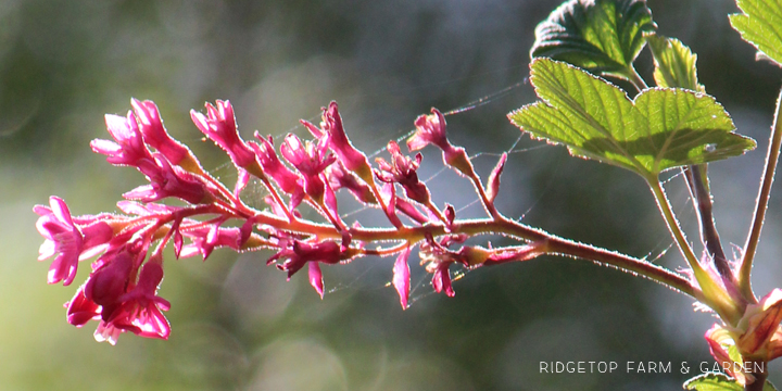 Ridgetop Farm and Garden | Pacific NW Plants | Red Flowering Currant