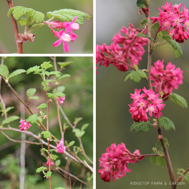 Ridgetop Farm and Garden | Pacific NW Plants | Red Flowering Currant