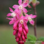Pacific NW Plants: Red Flowering Currant
