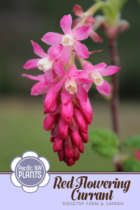 Ridgetop Farm and Garden | Pacific NW Plants | Red Flowering Currant