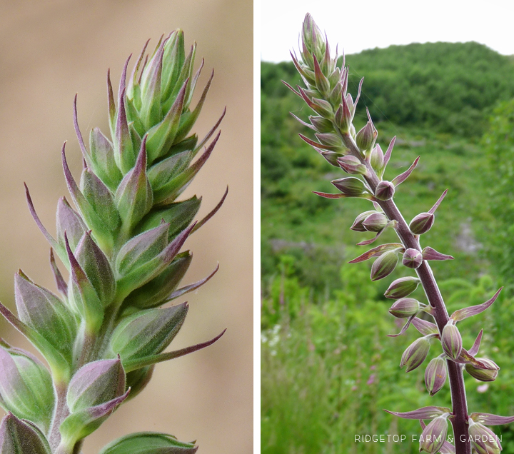 Ridgetop Farm and Garden | Pacific NW Plants | Foxglove