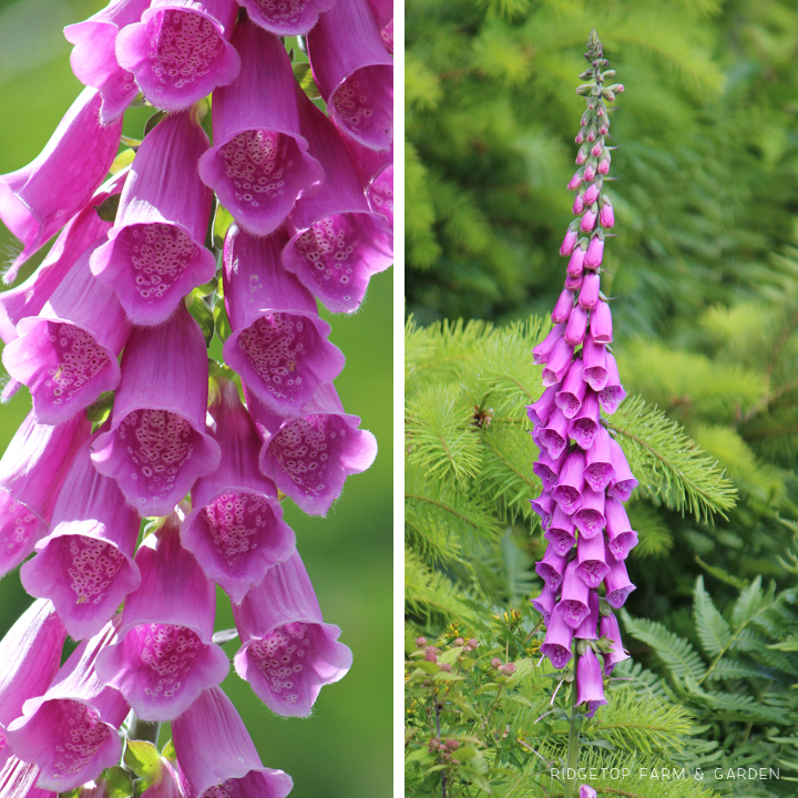 Ridgetop Farm and Garden | Pacific NW Plants | Foxglove