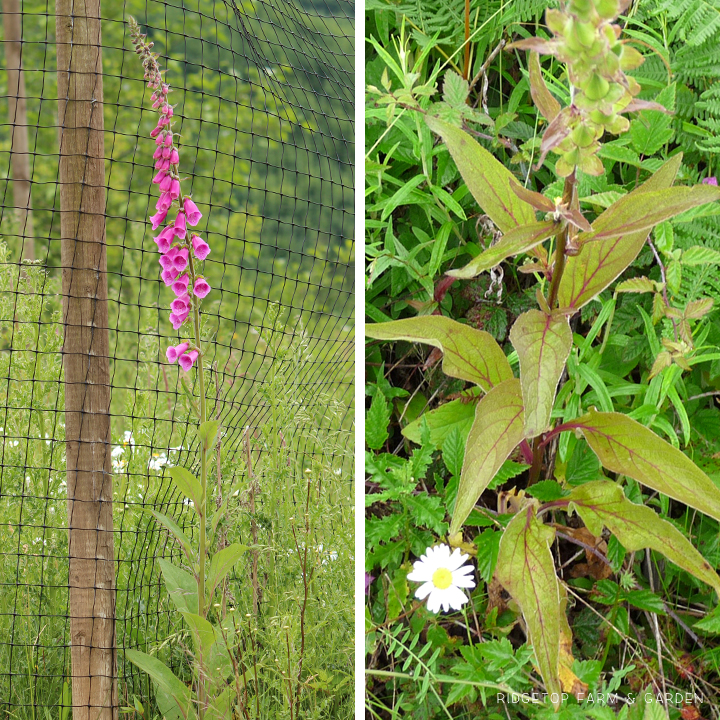 Ridgetop Farm and Garden | Pacific NW Plants | Foxglove