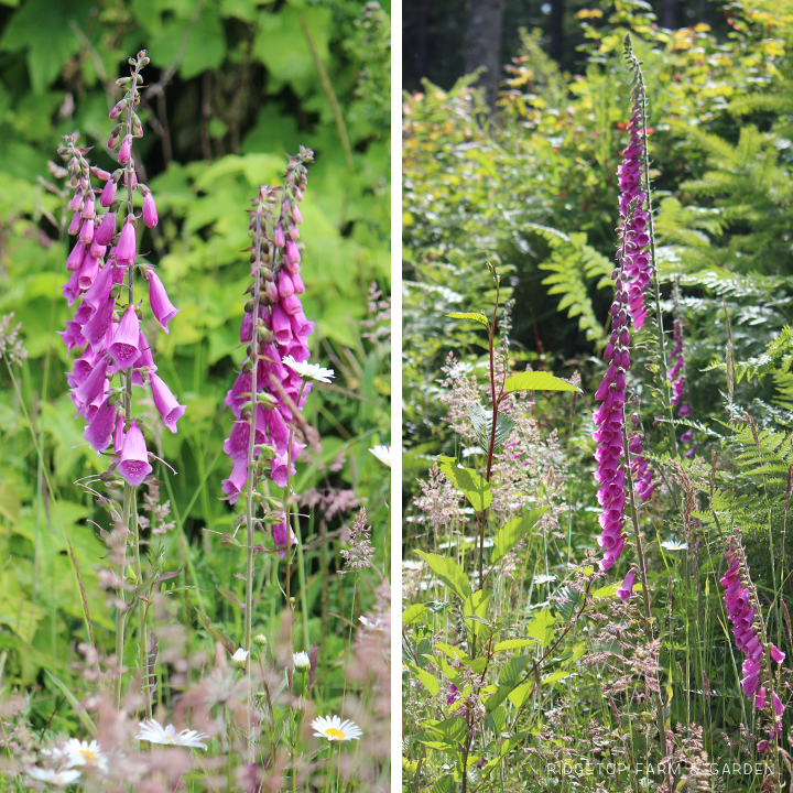 Ridgetop Farm and Garden | Pacific NW Plants | Foxglove