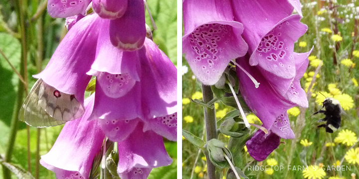 Ridgetop Farm and Garden | Pacific NW Plants | Foxglove