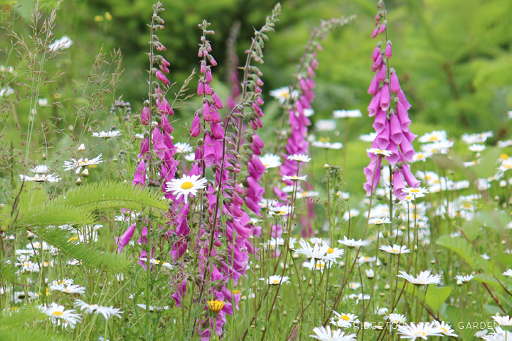 Ridgetop Farm and Garden | Pacific NW Plants | Foxglove