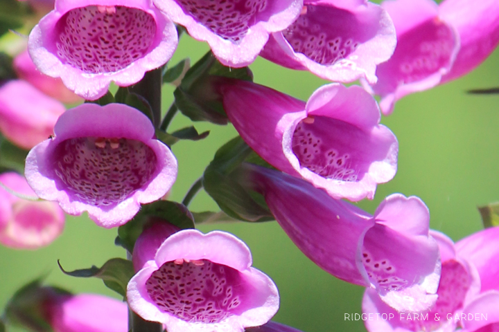 Ridgetop Farm and Garden | Pacific NW Plants | Foxglove